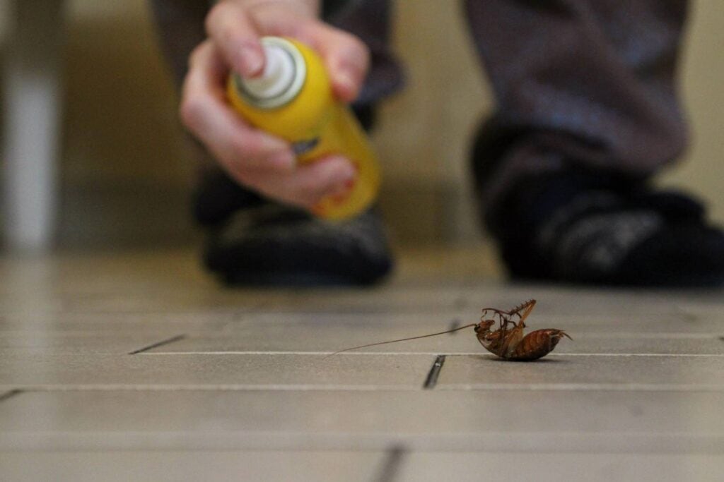what should you do after cockroach pest control sprays