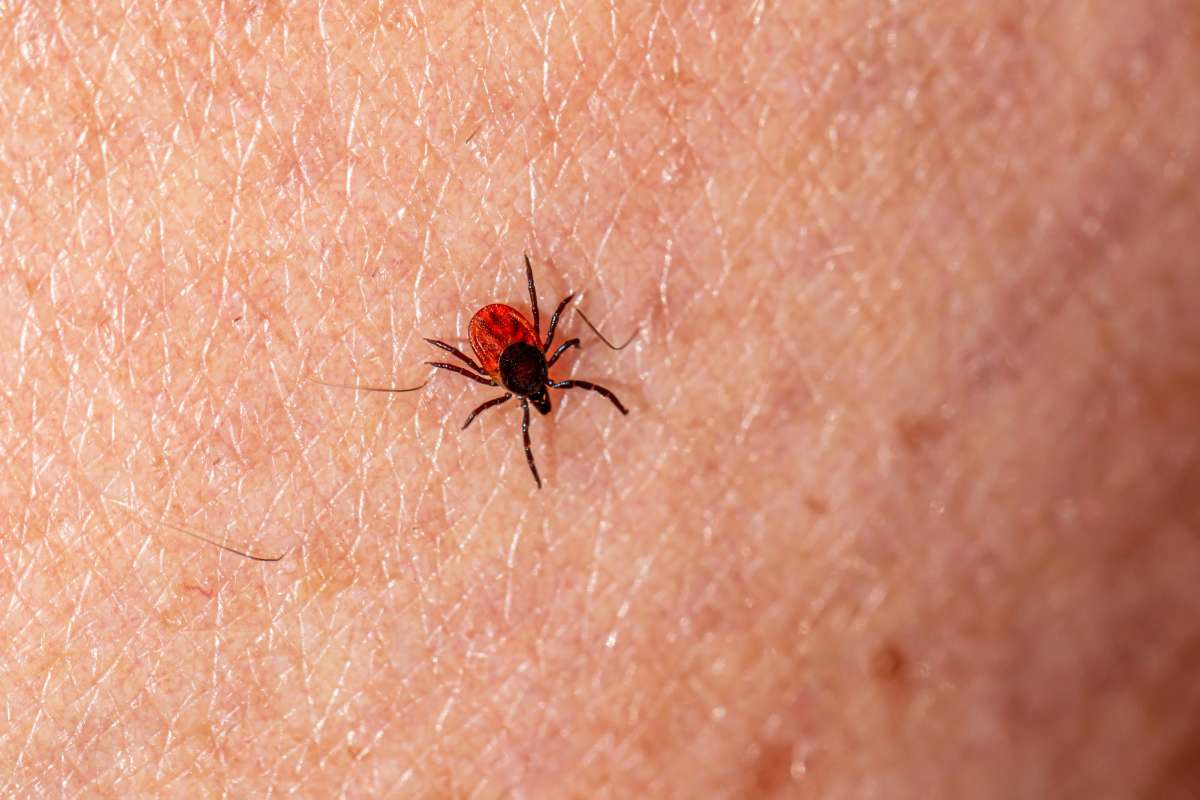 what should you do if you find ticks on your dog (2)