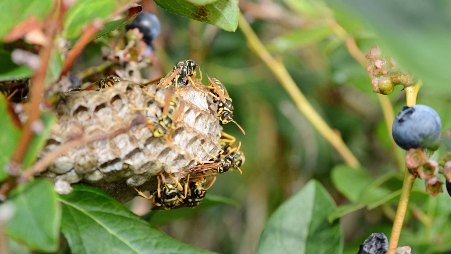 what steps can be taken to prevent future wasp infestations after a nest has been removed 1