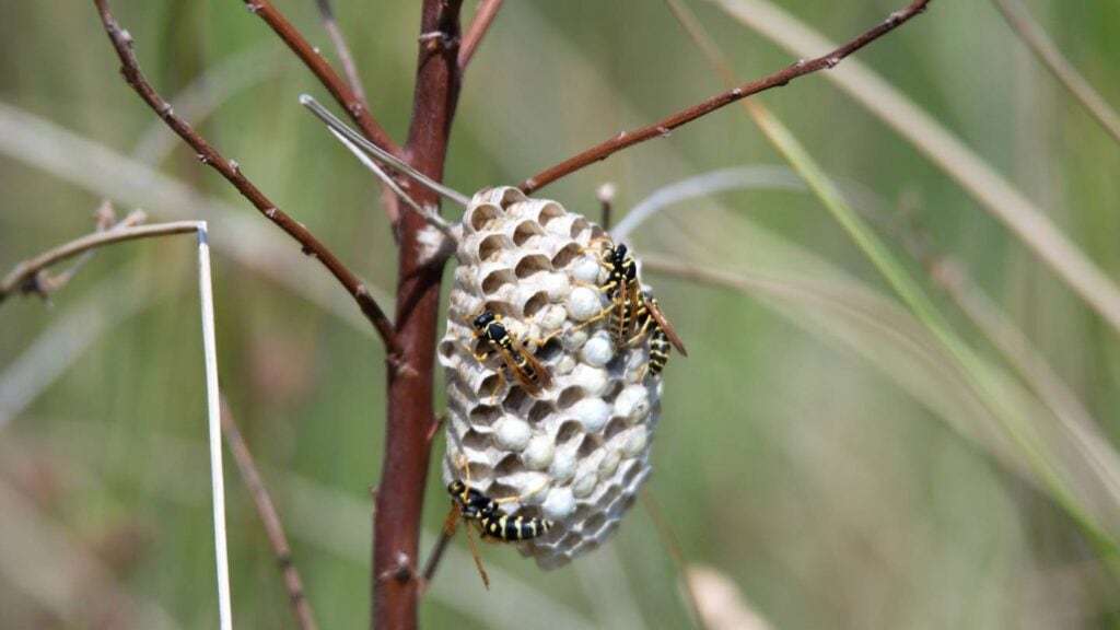 what steps can be taken to prevent future wasp infestations after a nest has been removed
