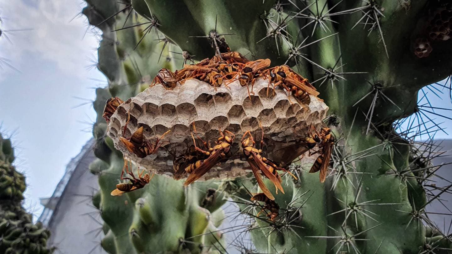 what steps can be taken to prevent future wasp infestations after a nest has been removed 2