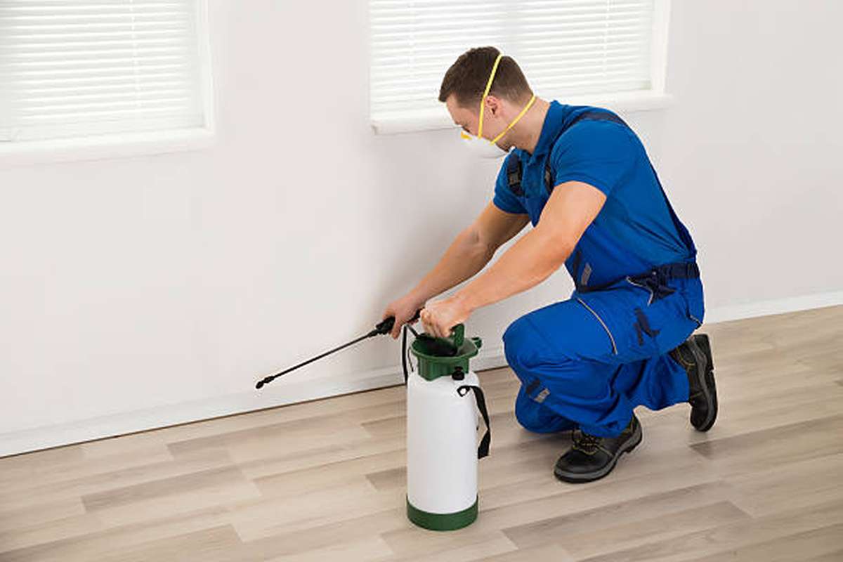 What to Do Before and After Pest Control Treatment