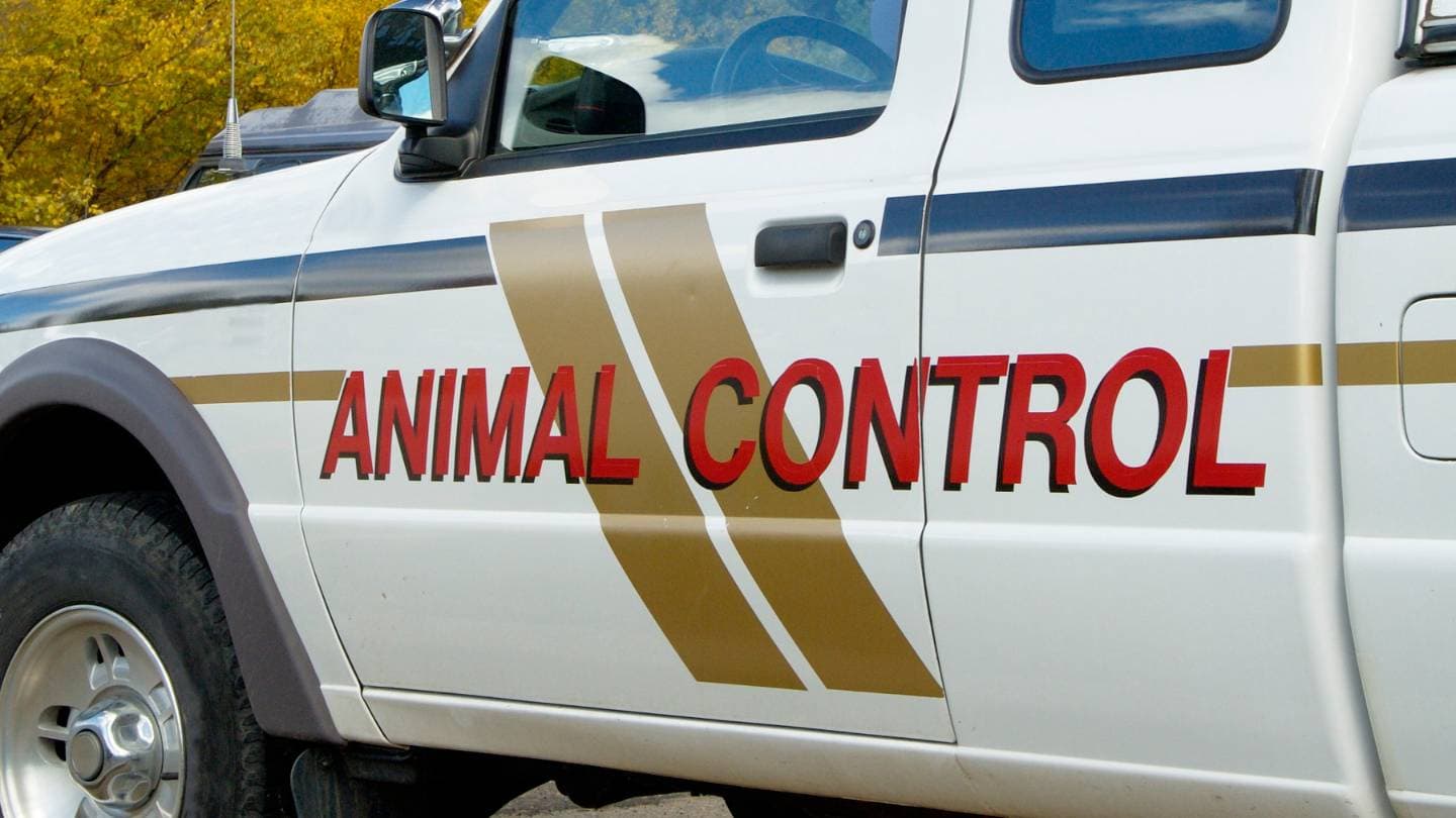 what's the difference between animal control and wildlife removal 1