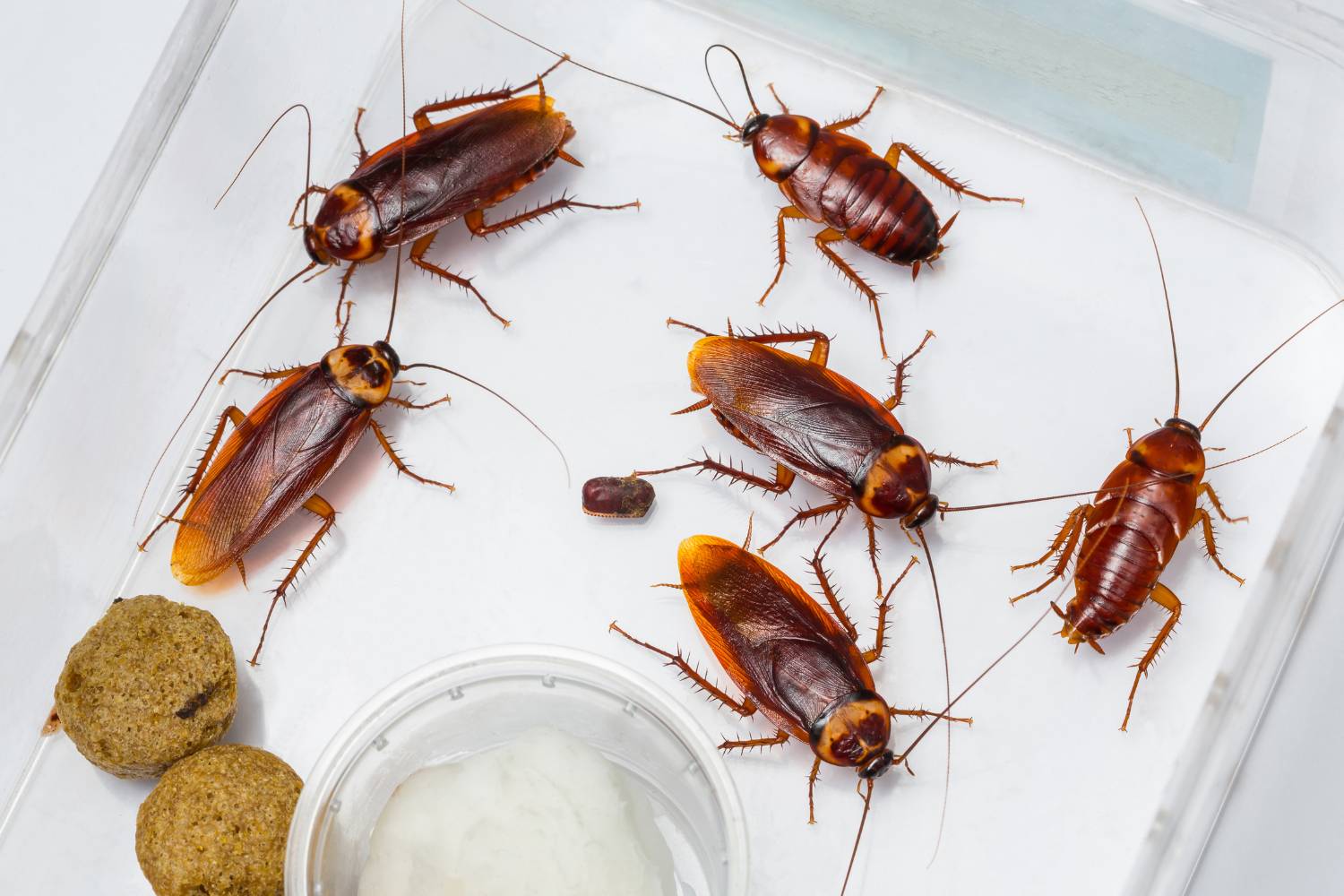 why is cockroach pest control important 1