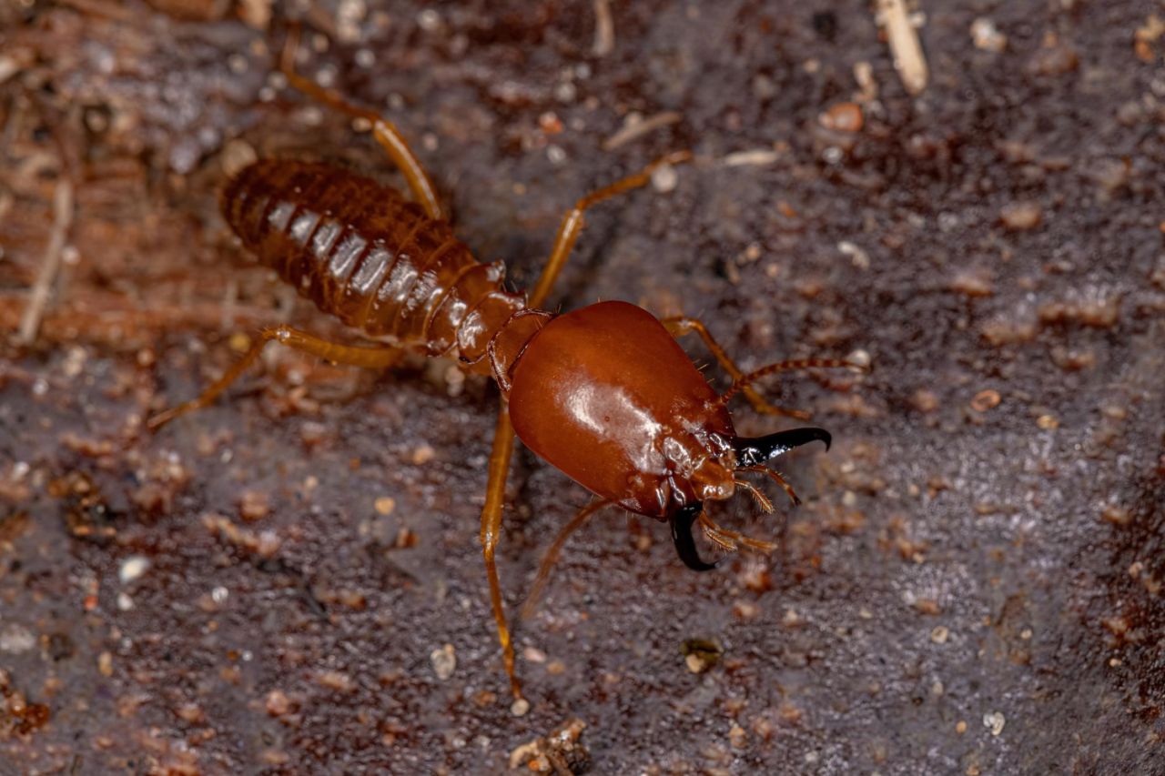 adult jawsnouted termite species syntermes molestus