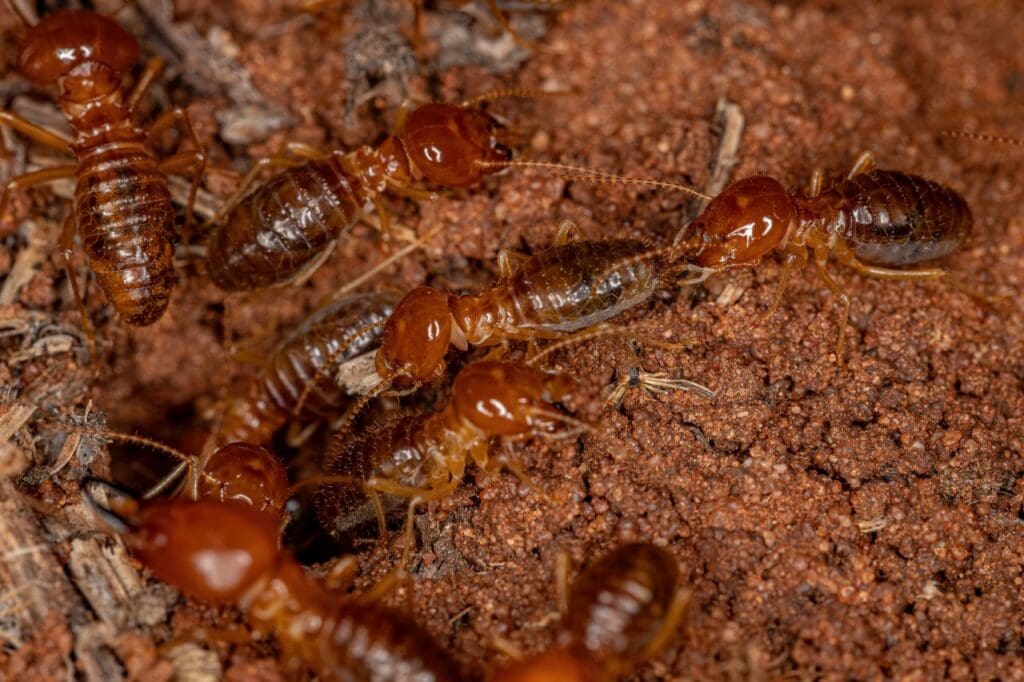 adult jawsnouted termites