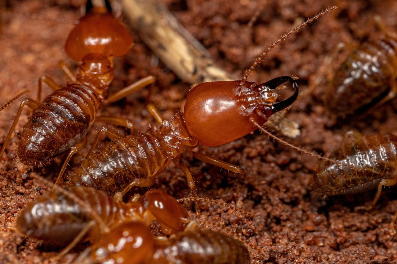 adult jawsnouted termites species syntermes molestus