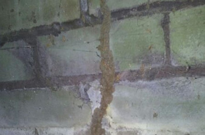 inspection chelsea termite