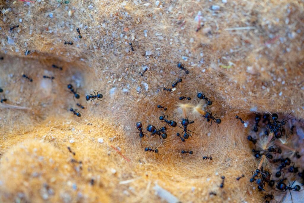 macro photography round hole anthill with ants focus others out focus (1)