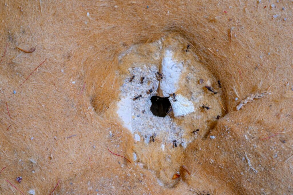 macro photography round hole anthill with ants focus others out focus