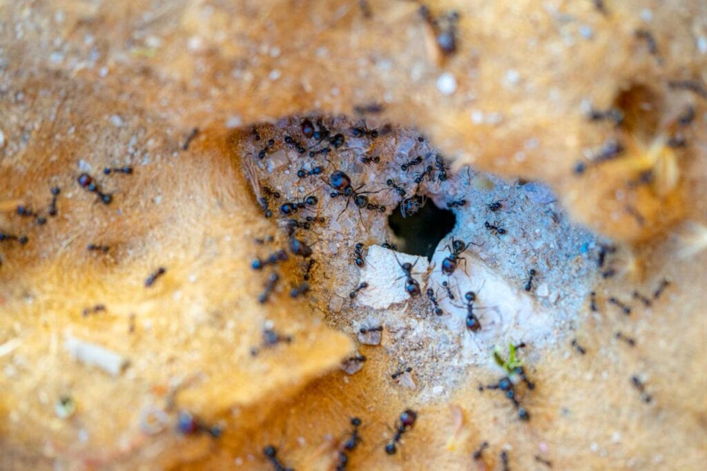 macro photography round hole anthill with ants focus others out focus (2)