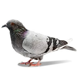 pigeon illustration 250x250 1