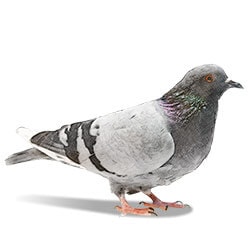 pigeon illustration 250x250