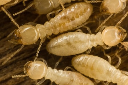 termite inspection mornington peninsula
