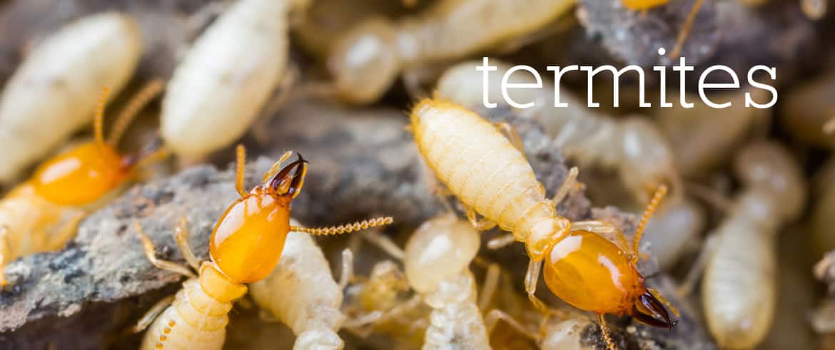 termites pest control mornington peninsul